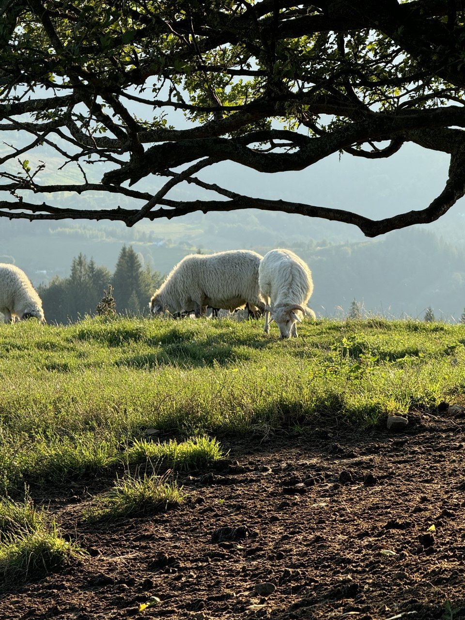 Sheep in the Carpathians